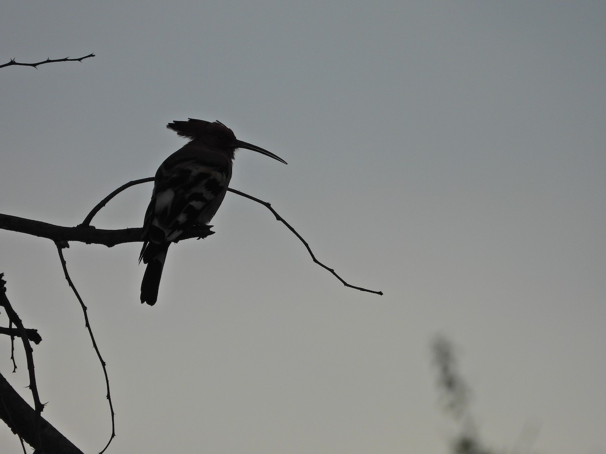 Common Hoopoe - ML644930139