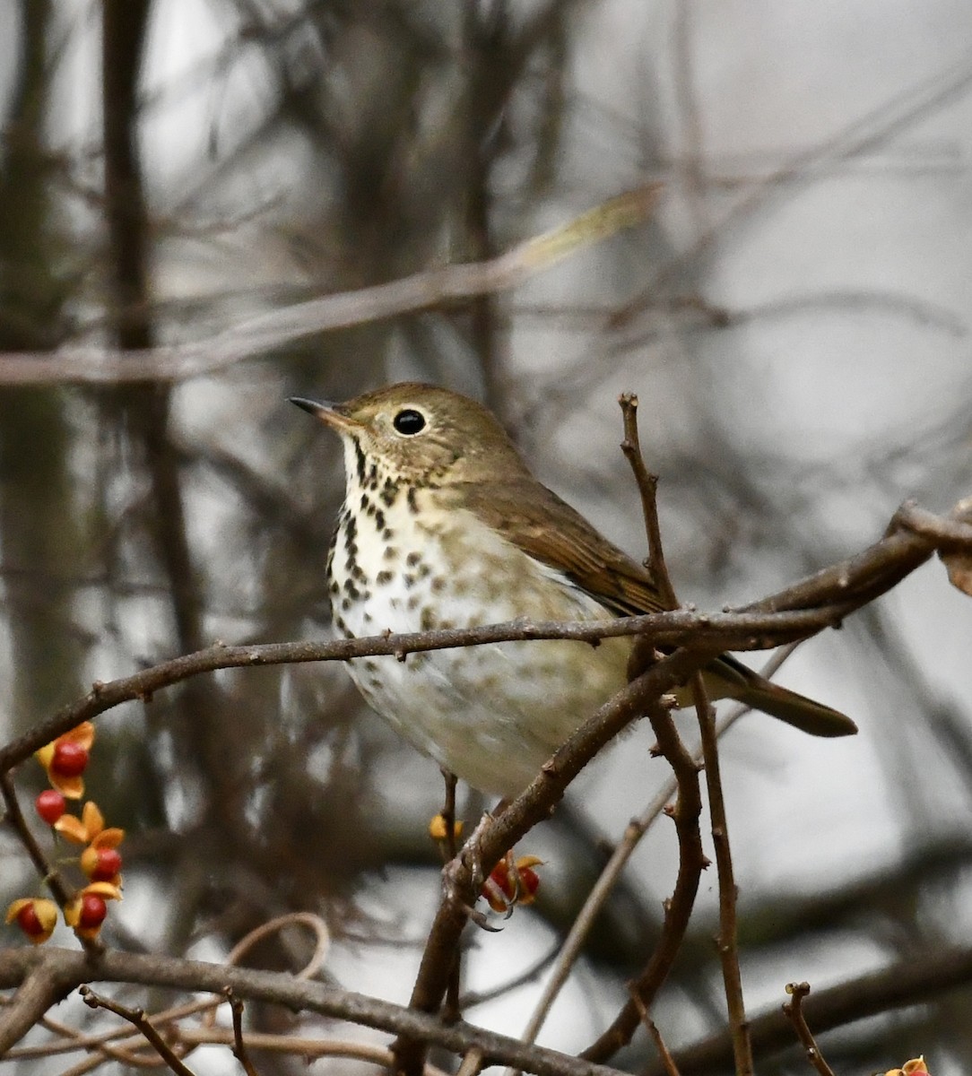 Hermit Thrush - ML644930140