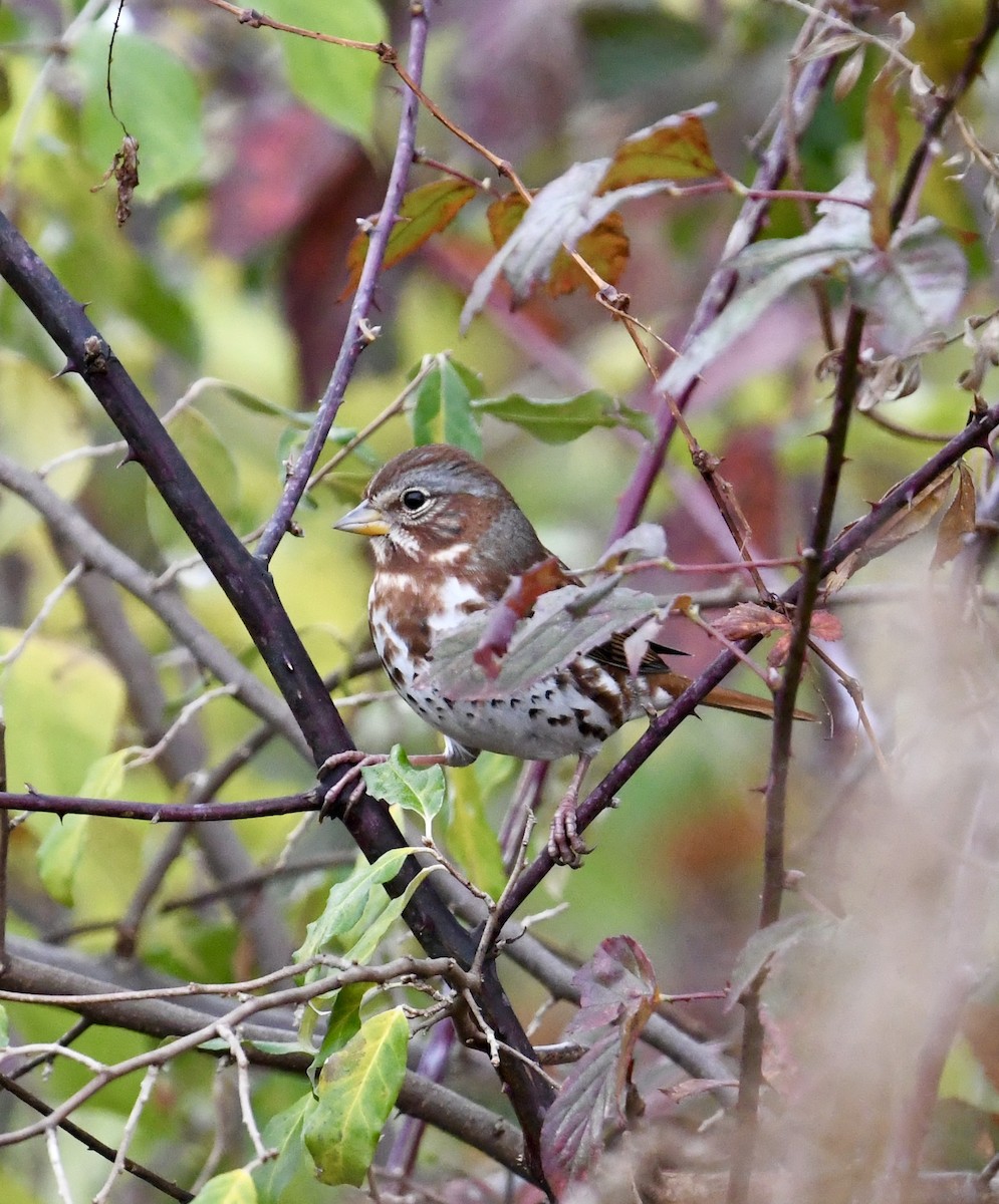 Fox Sparrow - ML644930160