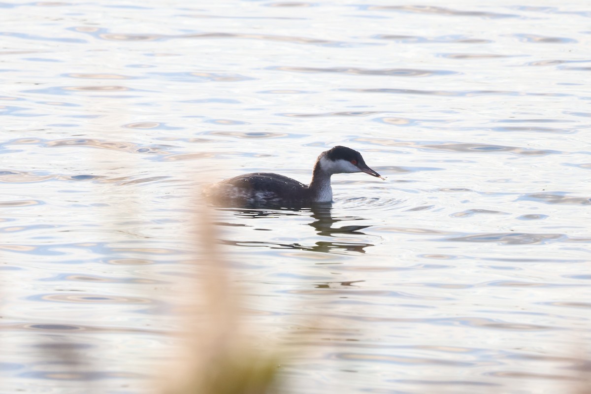 ミミカイツブリ - ML644930165