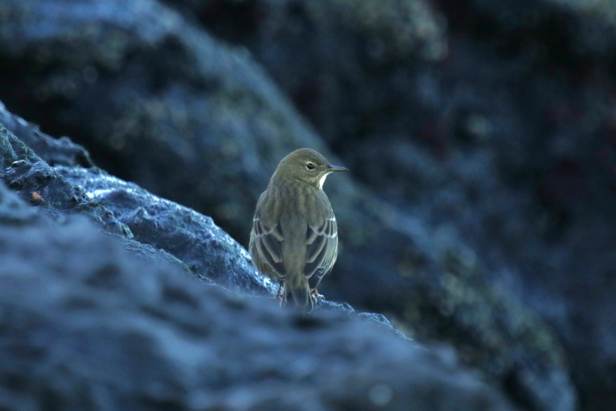 Bisbita Costero - ML644930173