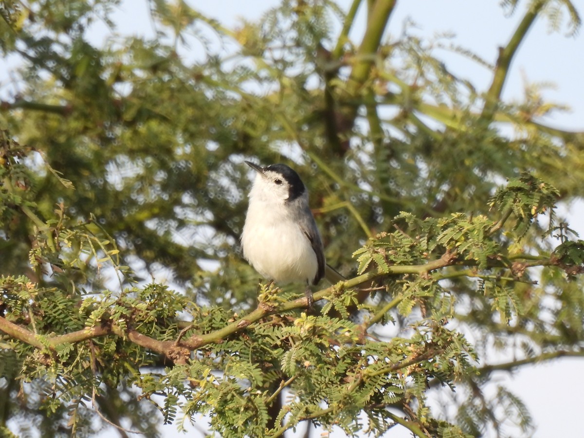 White-browed Gnatcatcher - ML644930179