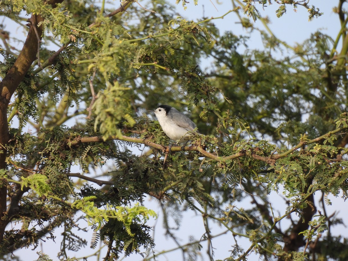 White-browed Gnatcatcher - ML644930180