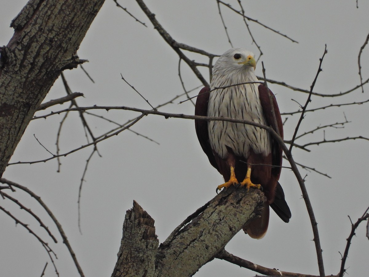 Brahminy Kite - ML644930187