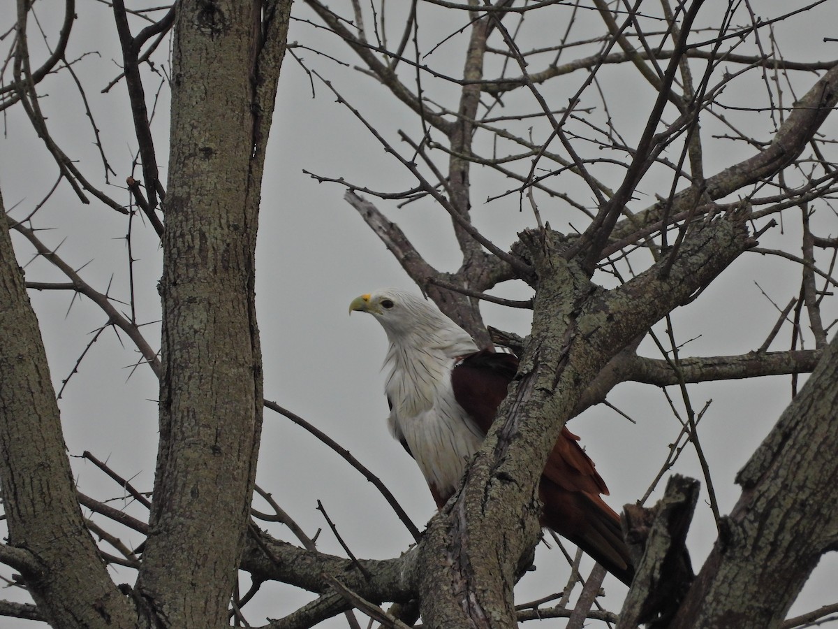Brahminy Kite - ML644930188