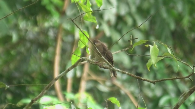 Alev Gözlü Arapbülbülü - ML644930190