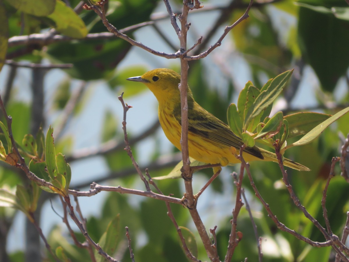 Mangrove Yellow Warbler (Greater Antillean) - ML644930202
