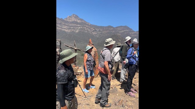 Dağlı Kartal Şahini - ML644930211