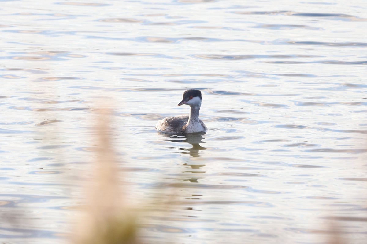 ミミカイツブリ - ML644930213