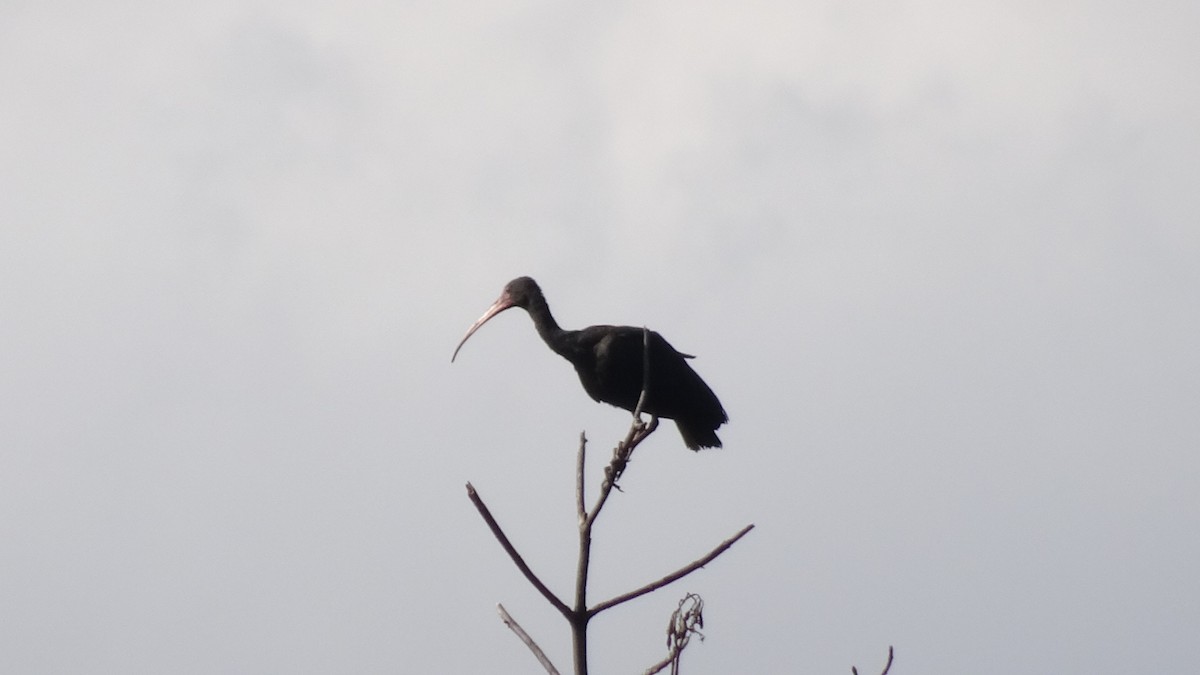 Bare-faced Ibis - ML644930215