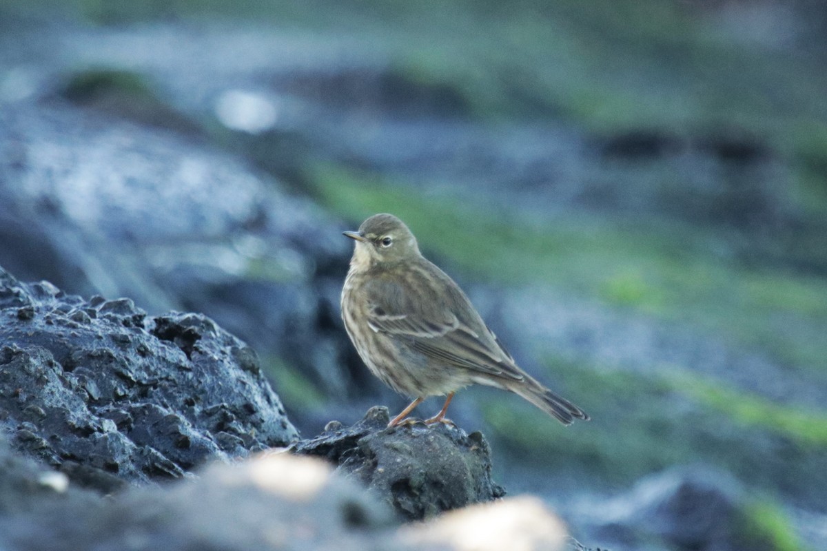 Bisbita Costero - ML644930224