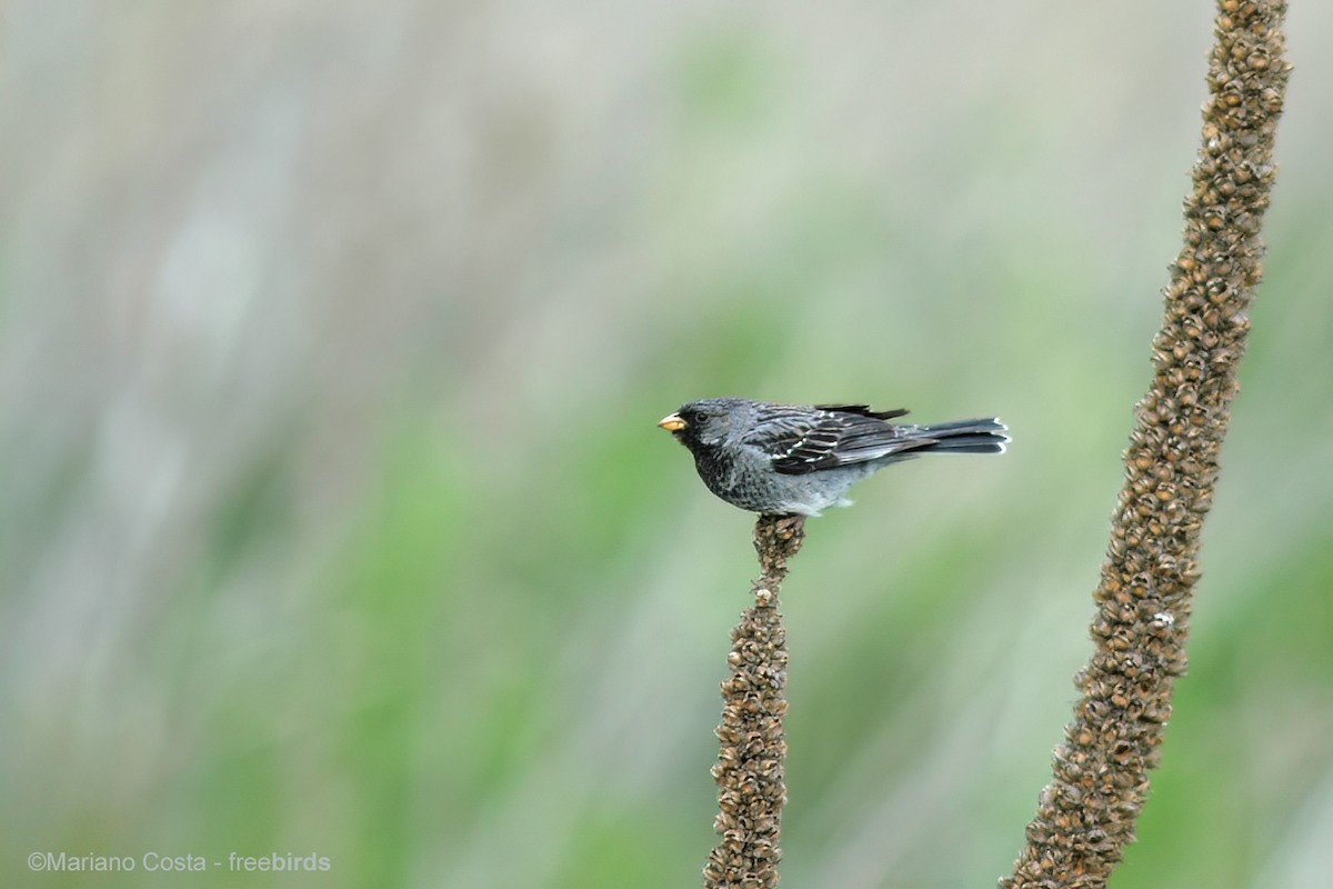 Mourning Sierra Finch - ML644930233