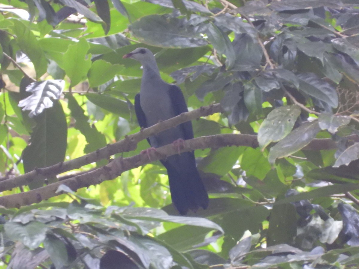 Andamanentaube - ML644930236