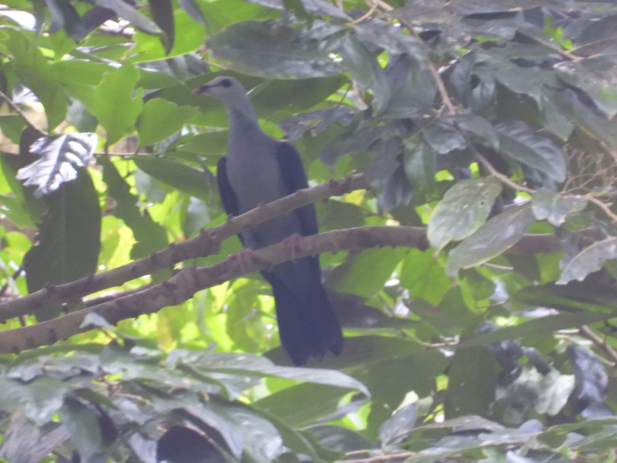 Andamanentaube - ML644930237