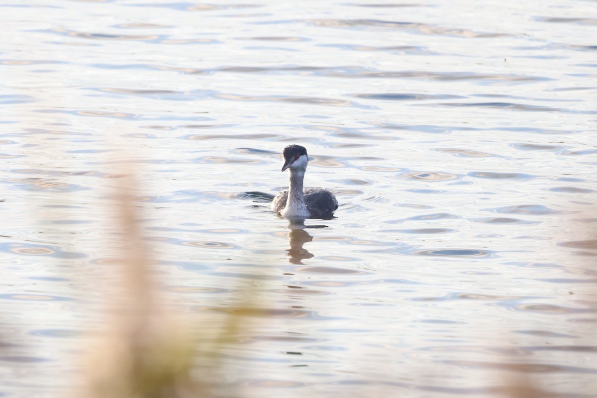 ミミカイツブリ - ML644930251