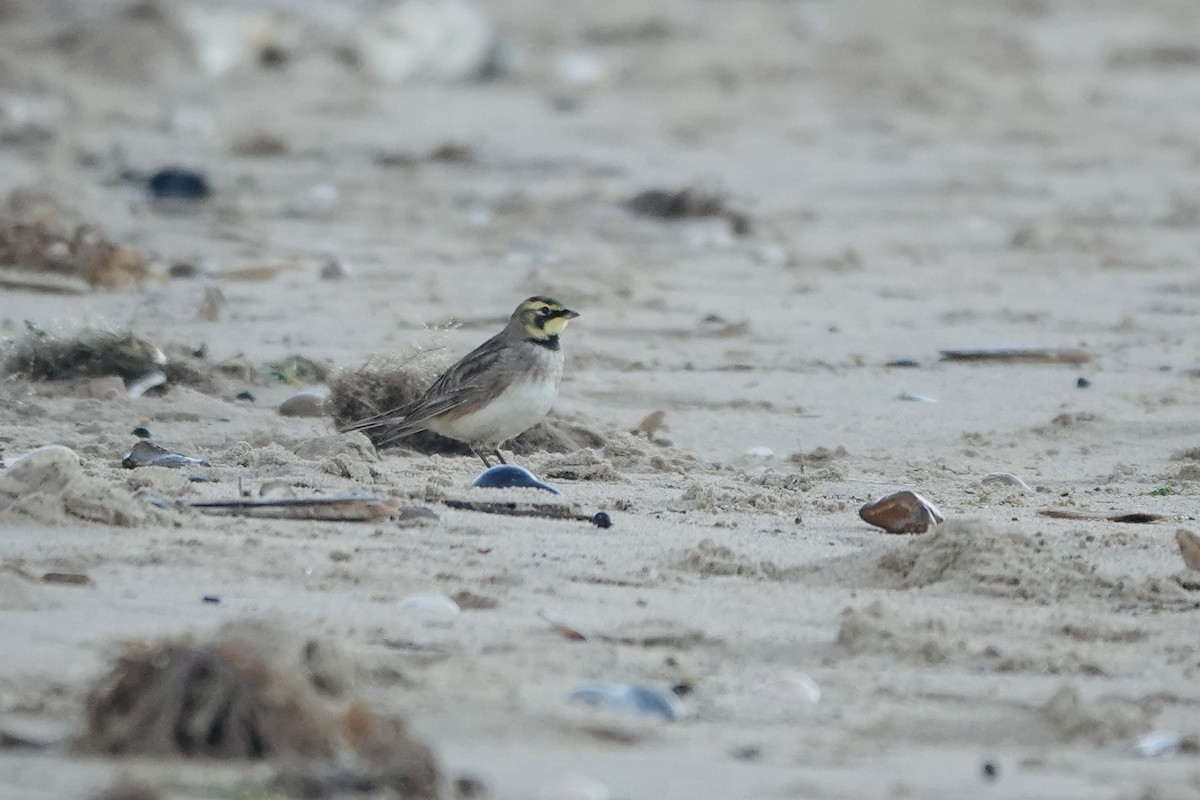 Horned Lark - ML644930254