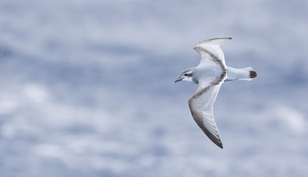 Пріон антарктичний - ML644930270