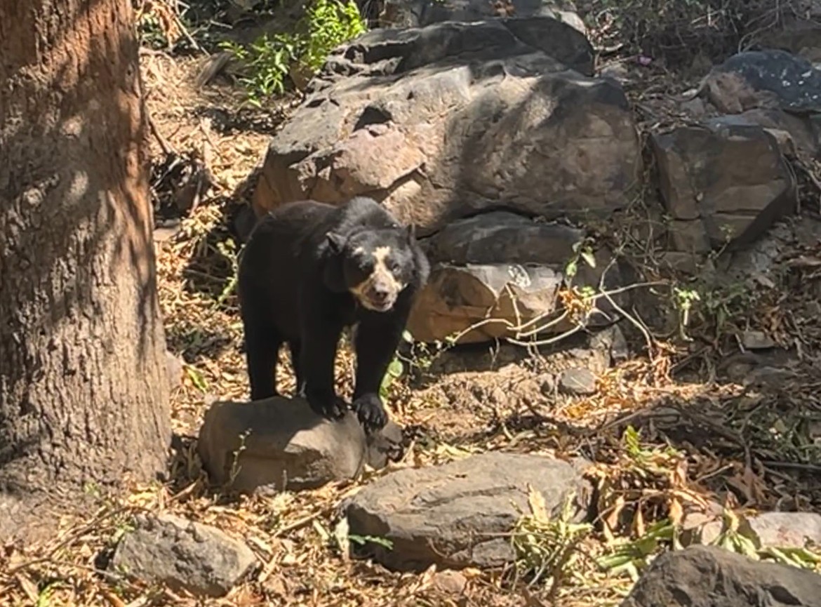 Mammals - ML644930282