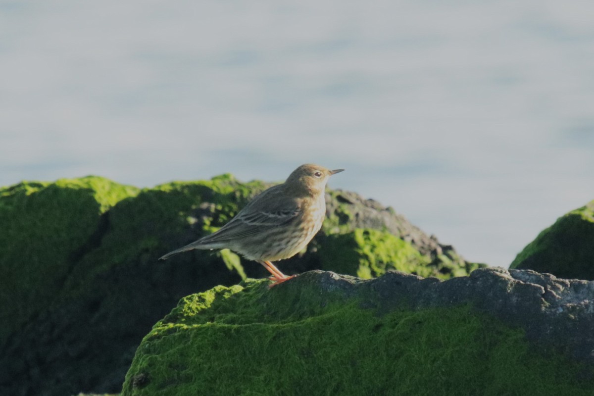 Bisbita Costero - ML644930283