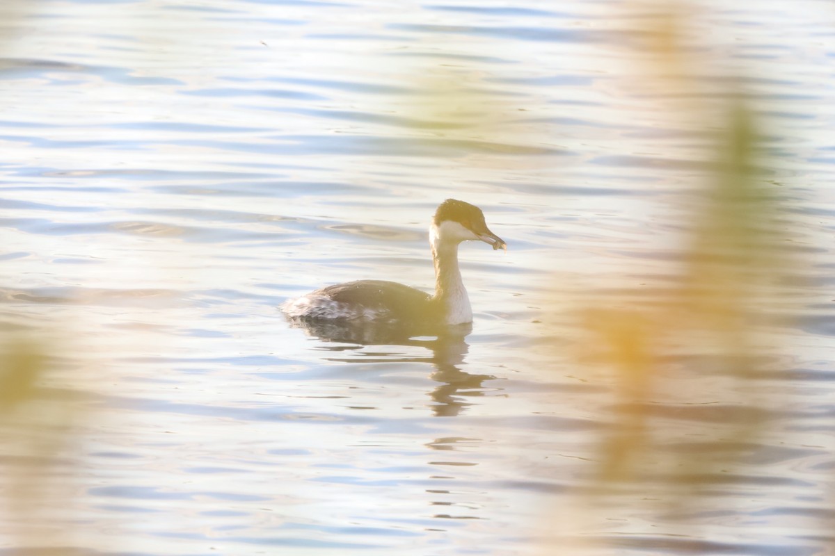 ミミカイツブリ - ML644930285