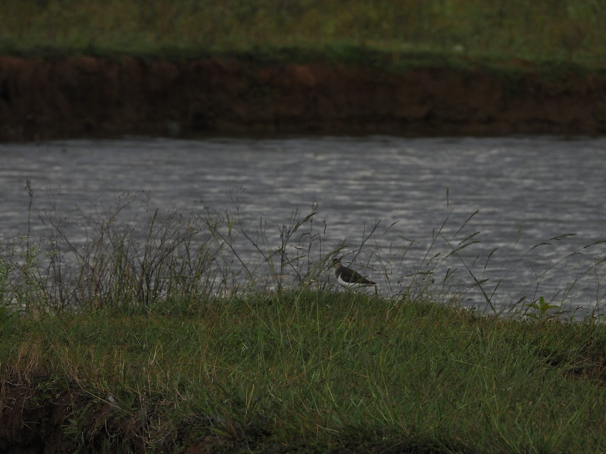 Common Sandpiper - ML644930343