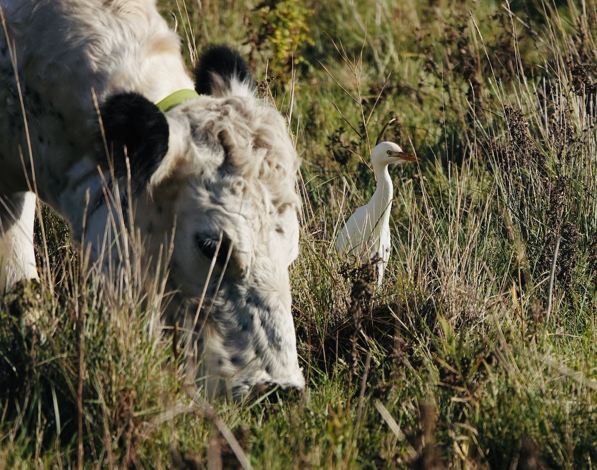 Western Cattle-Egret - ML644930351