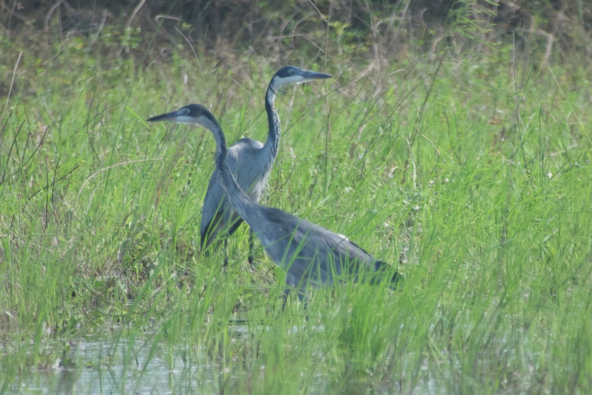 Schwarzhalsreiher - ML644930352