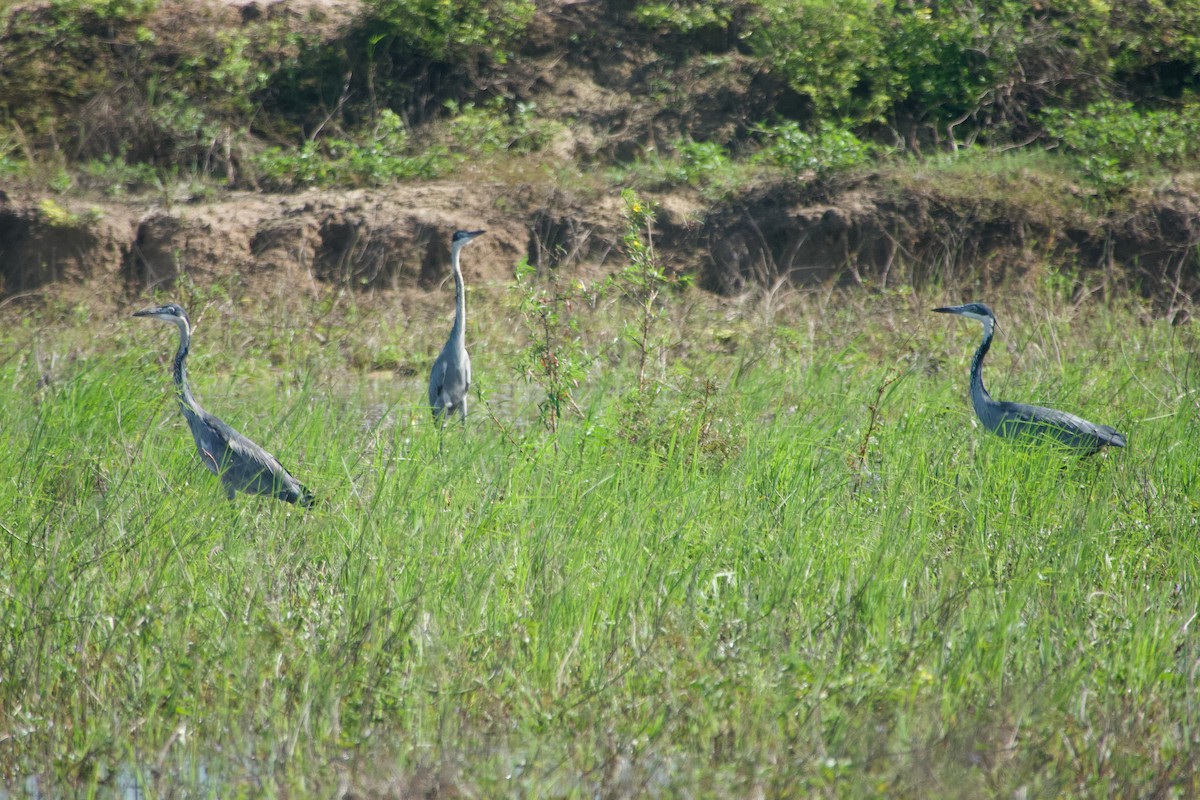 Héron mélanocéphale - ML644930354