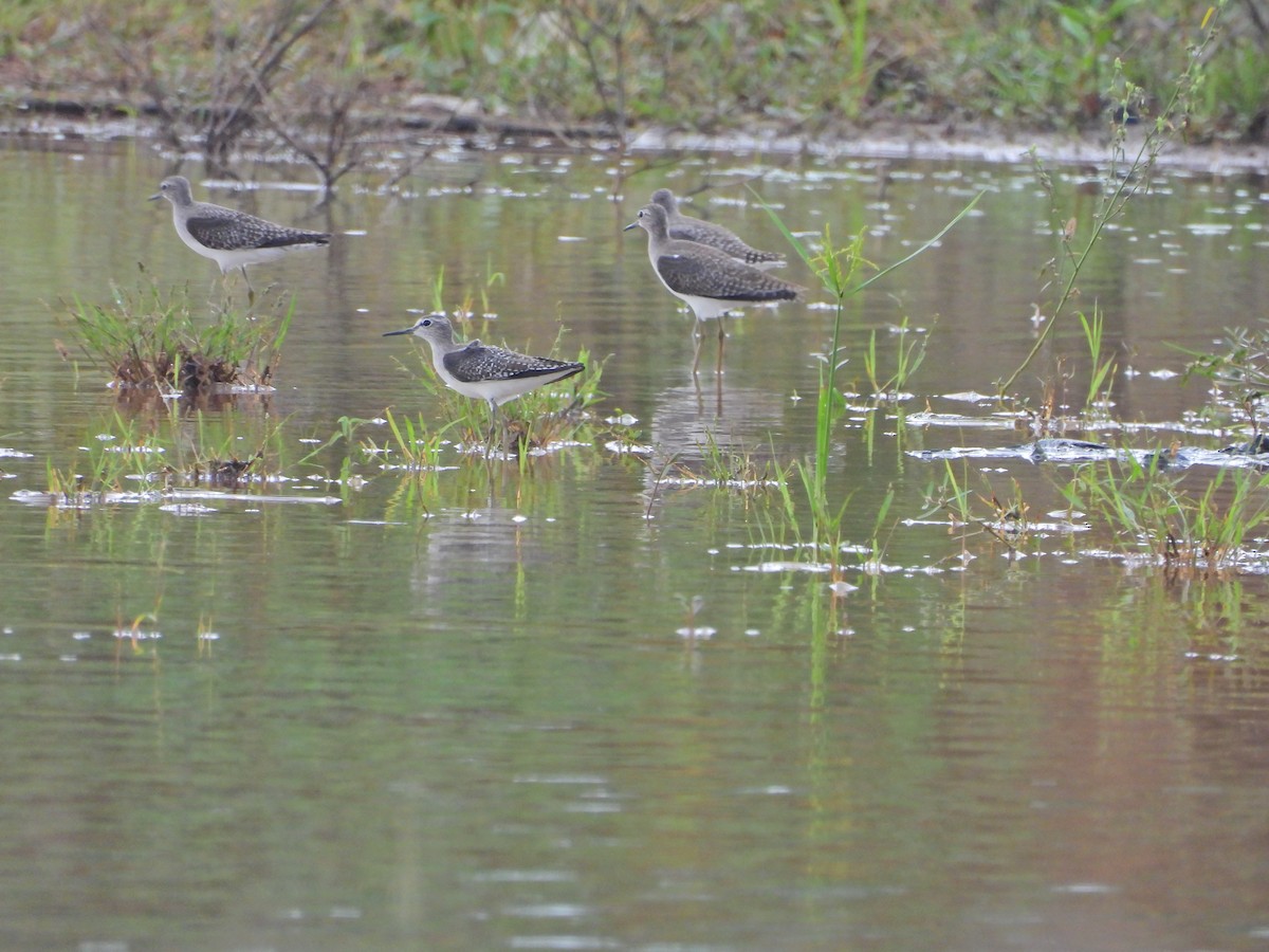 Wood Sandpiper - ML644930364