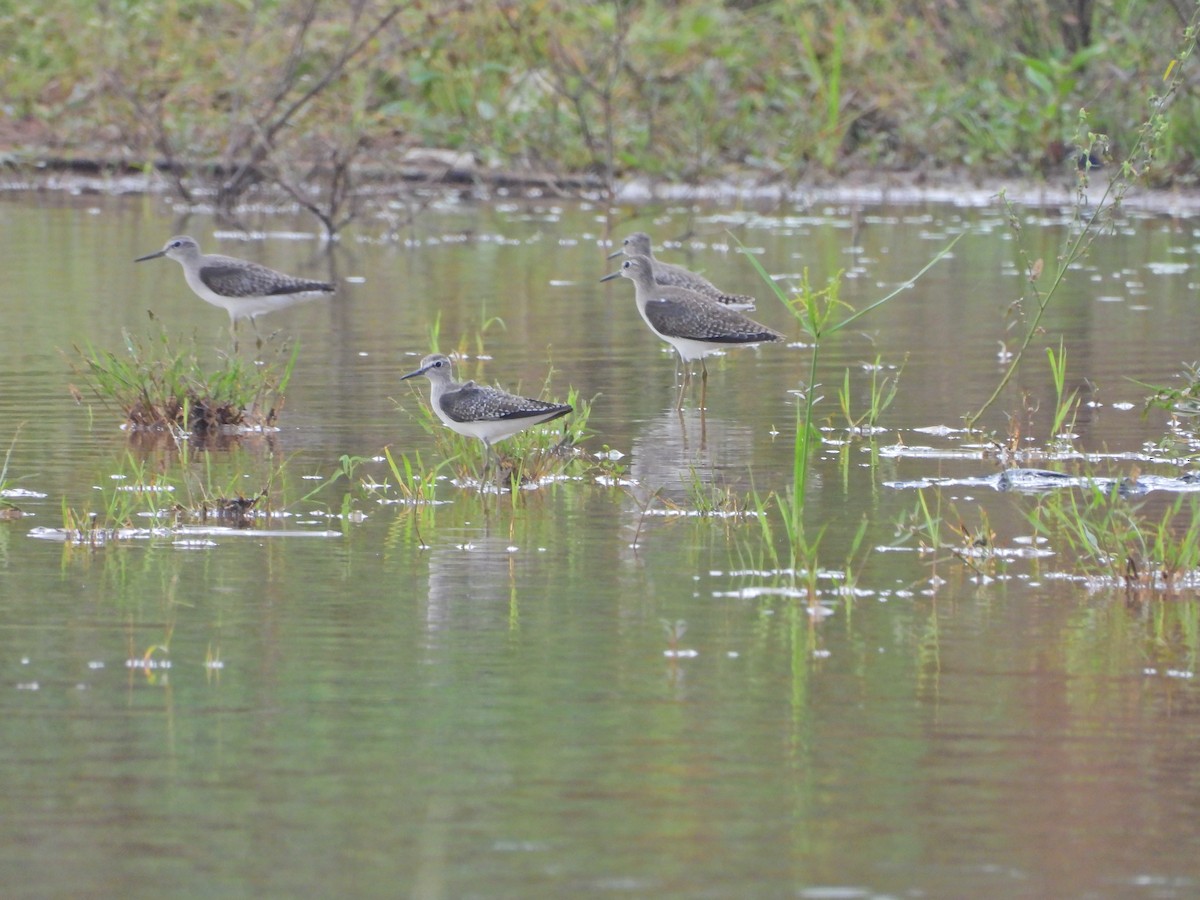 Bruchwasserläufer - ML644930365