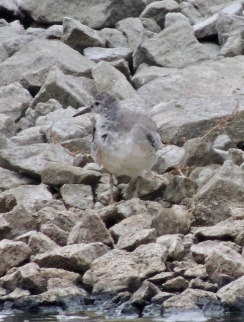 jespák rezavý - ML644930371