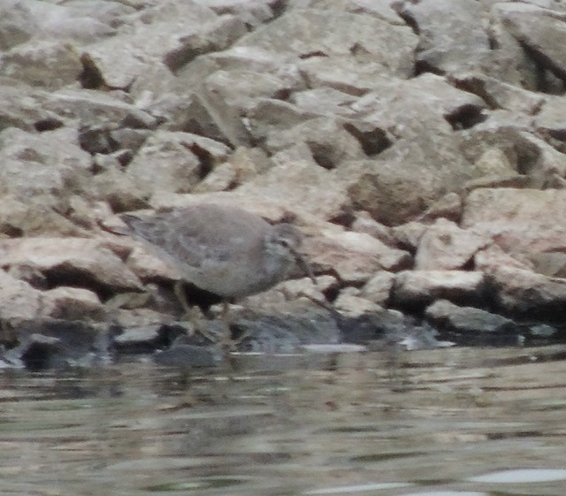 jespák rezavý - ML644930372