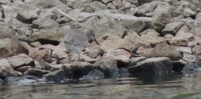 jespák rezavý - ML644930373