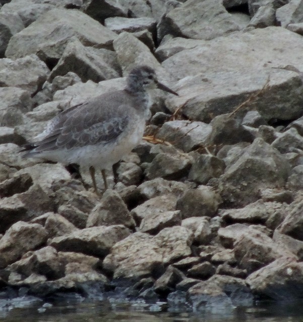 jespák rezavý - ML644930374