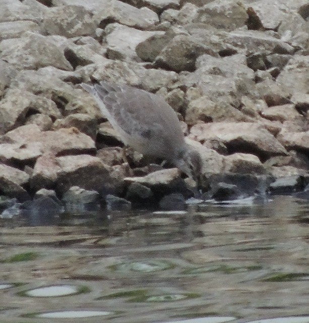 jespák rezavý - ML644930377