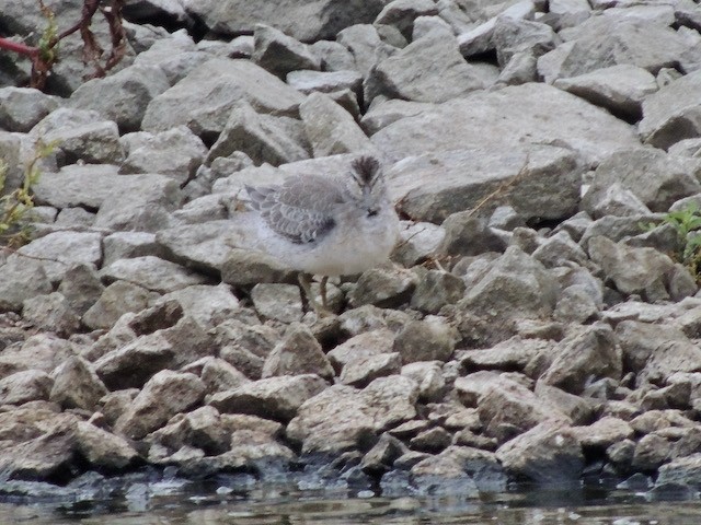 jespák rezavý - ML644930378