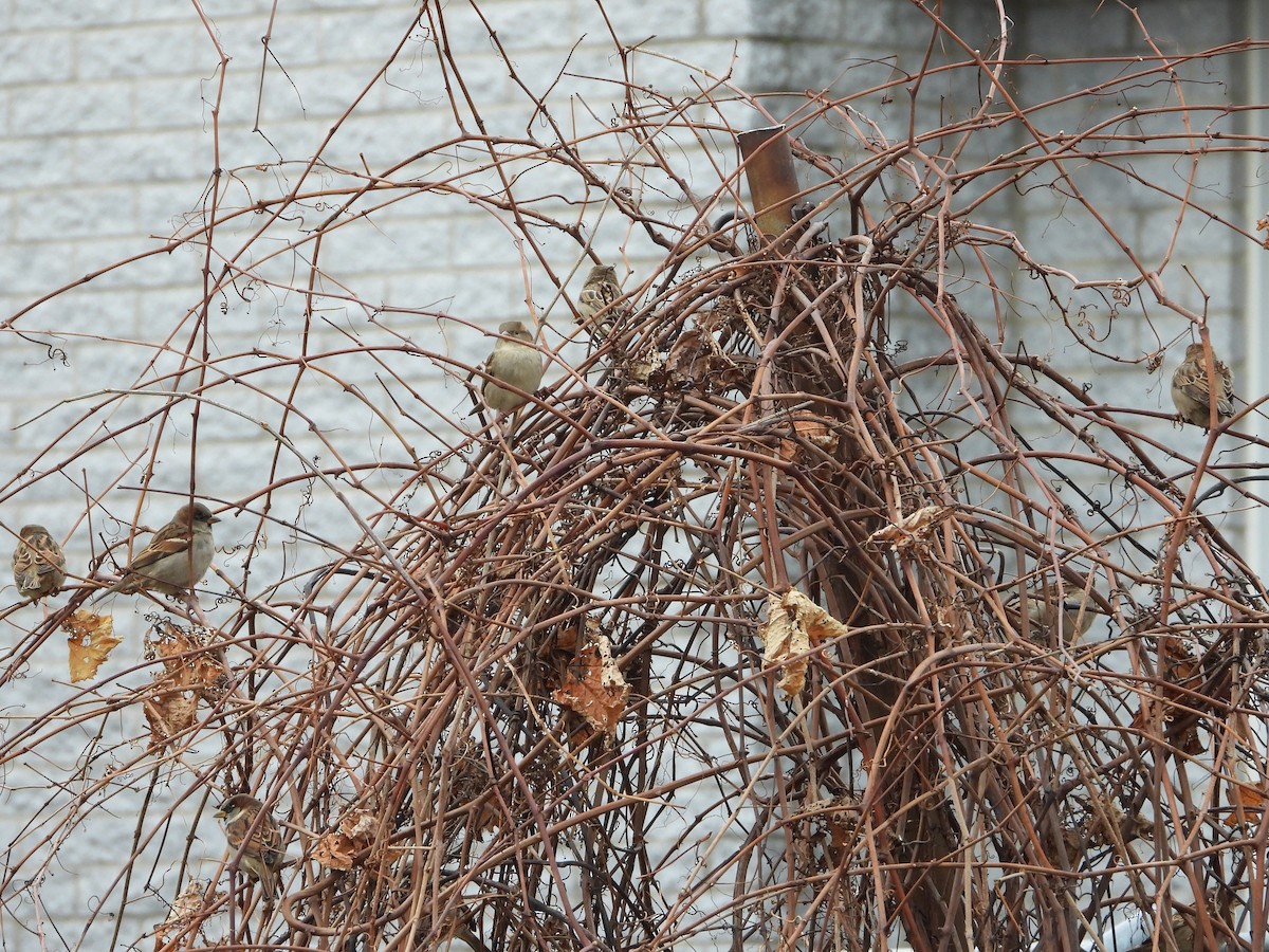 Haussperling - ML644930394