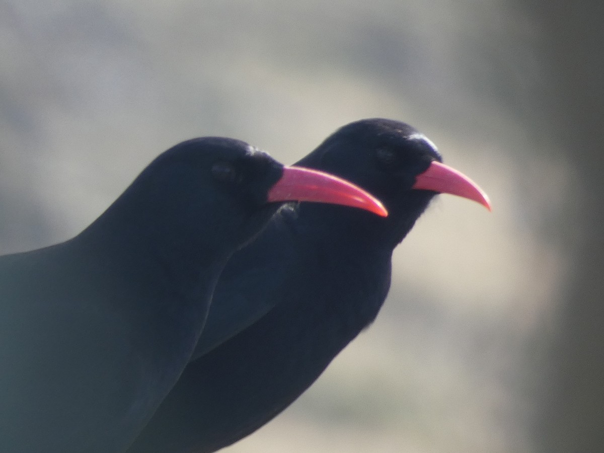 Alpenkrähe - ML644930395