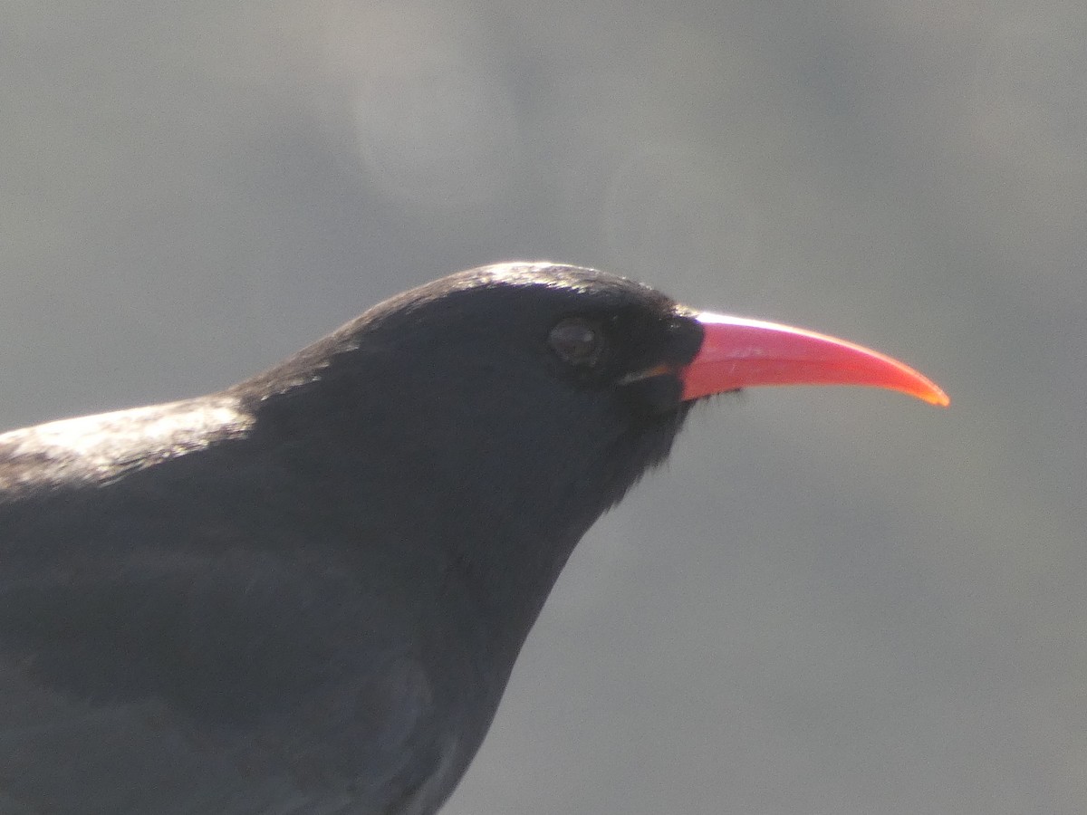 Alpenkrähe - ML644930396