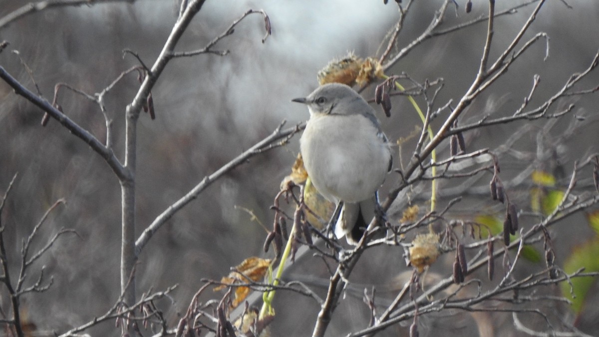 Gartenspottdrossel - ML644930397