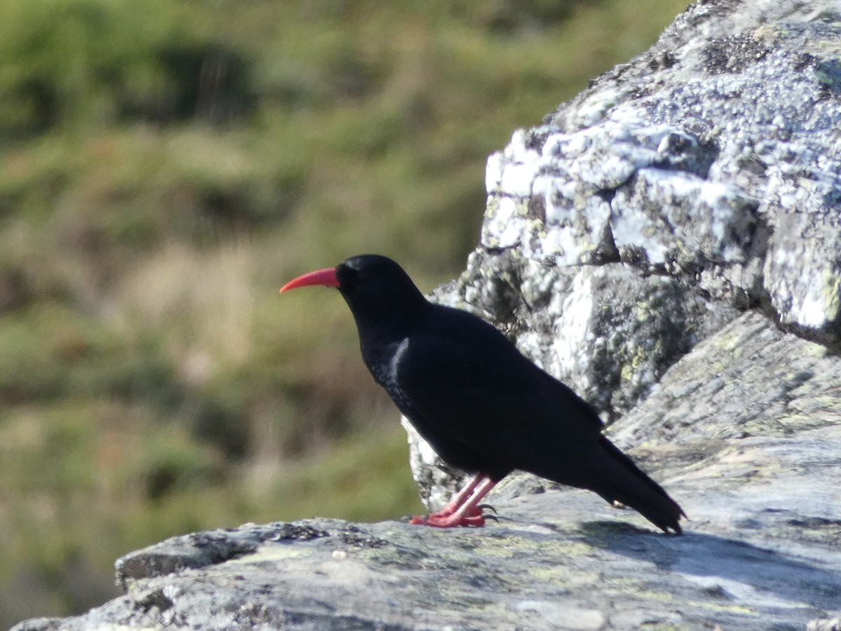 Alpenkrähe - ML644930398