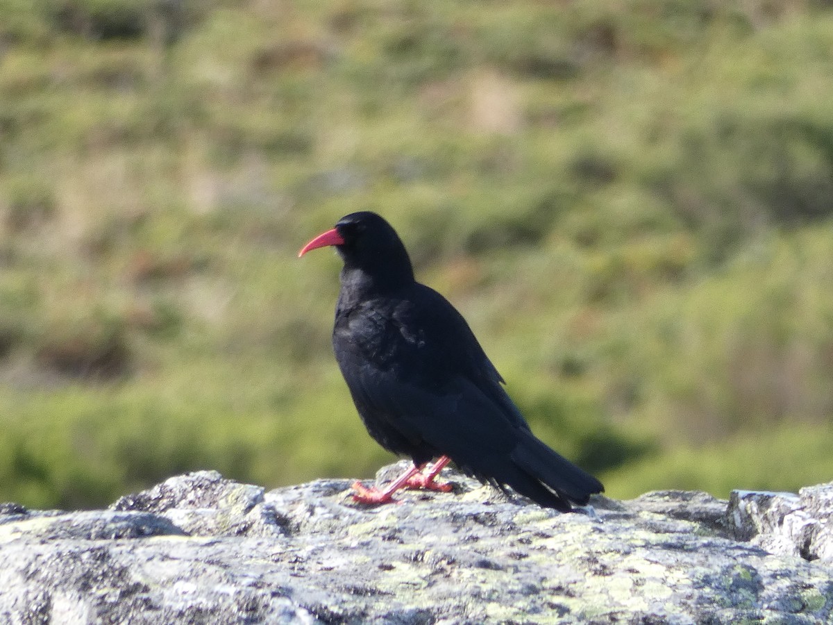 Alpenkrähe - ML644930399