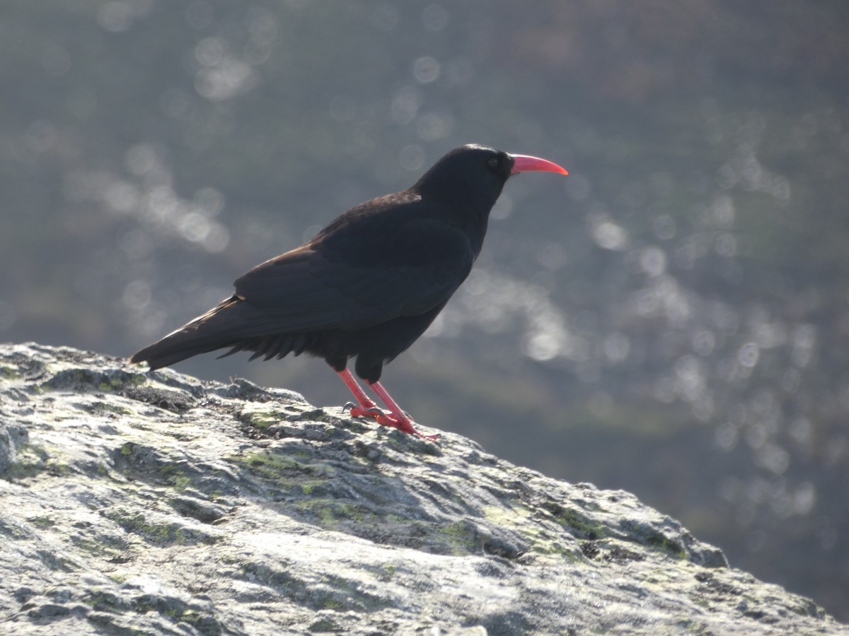 Alpenkrähe - ML644930400