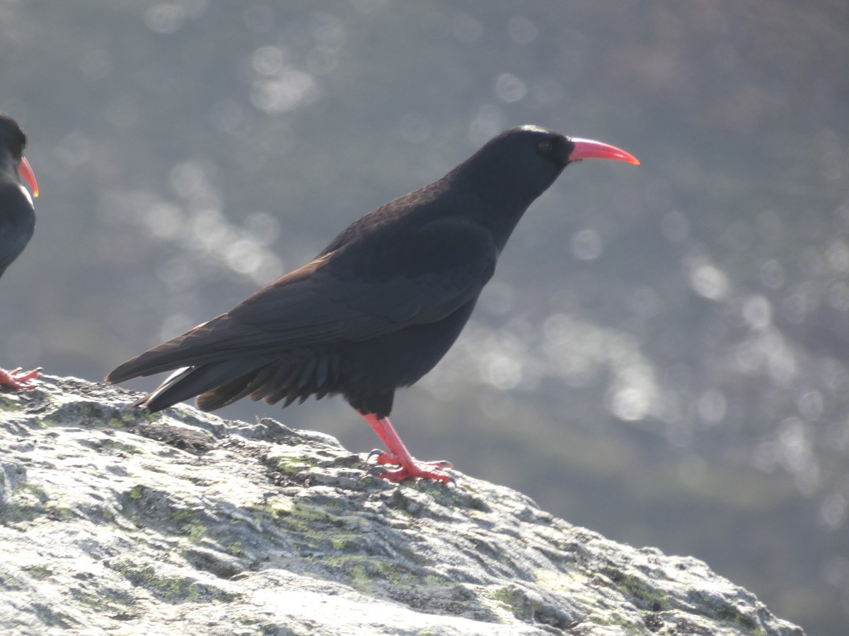 Alpenkrähe - ML644930402