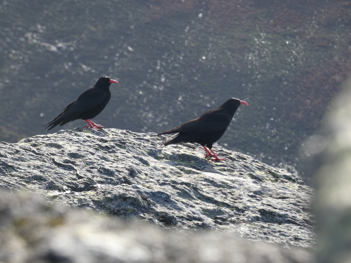 Alpenkrähe - ML644930403