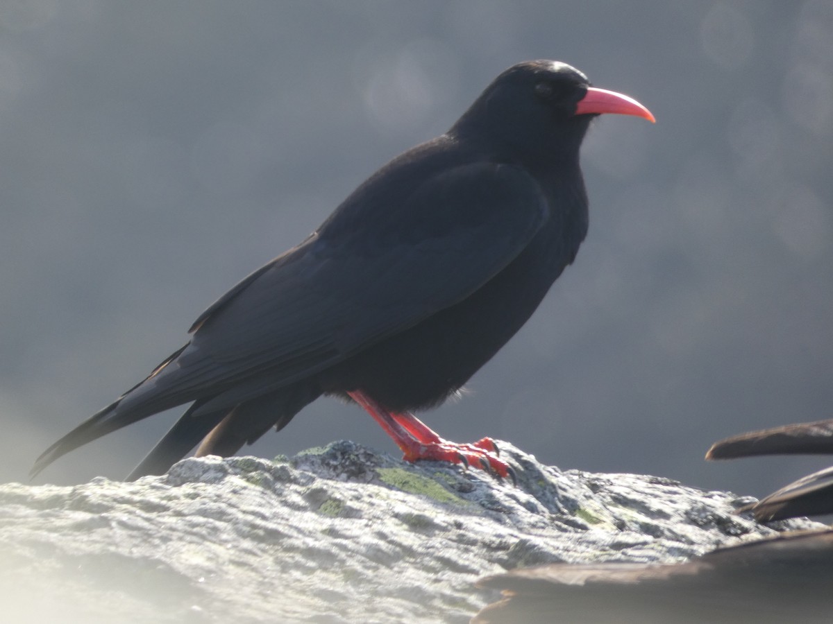 Alpenkrähe - ML644930404