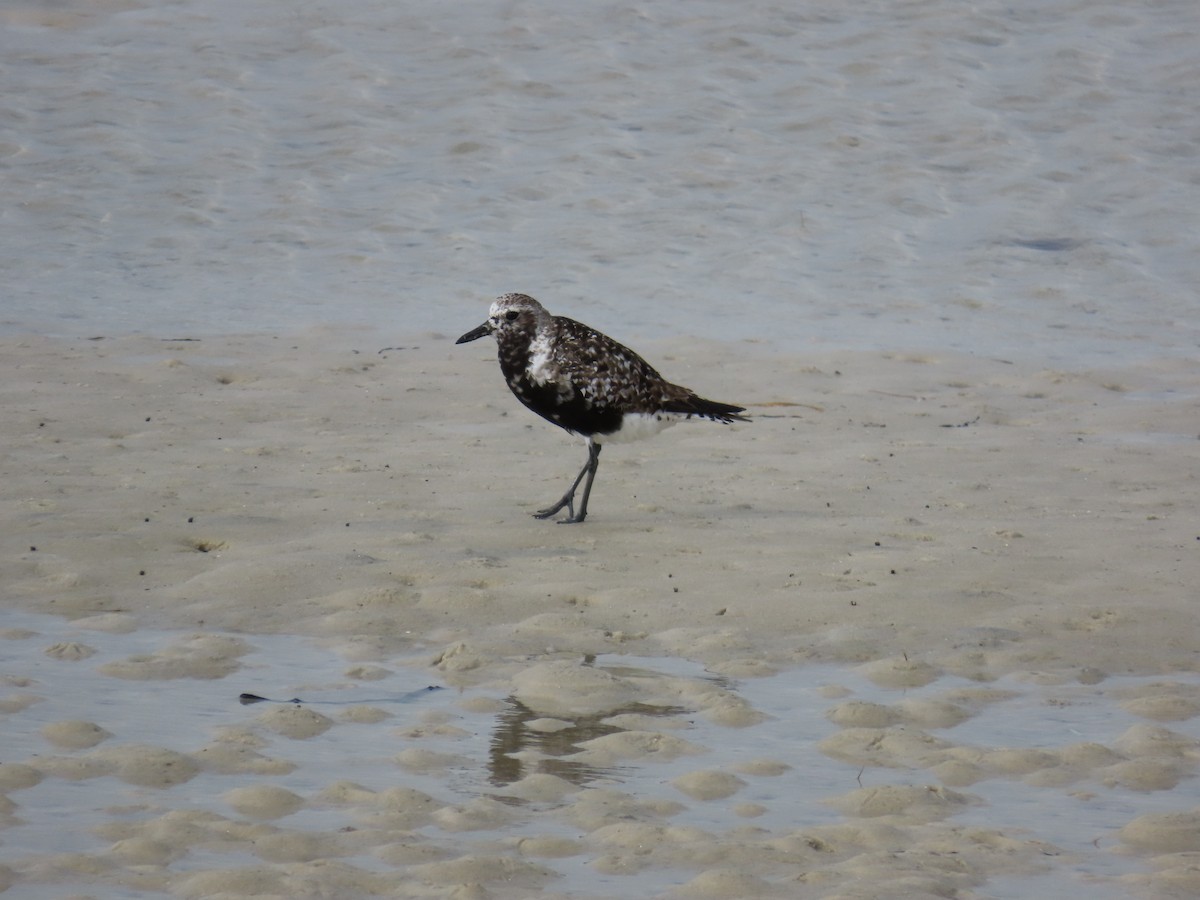 Kiebitzregenpfeifer - ML644930405