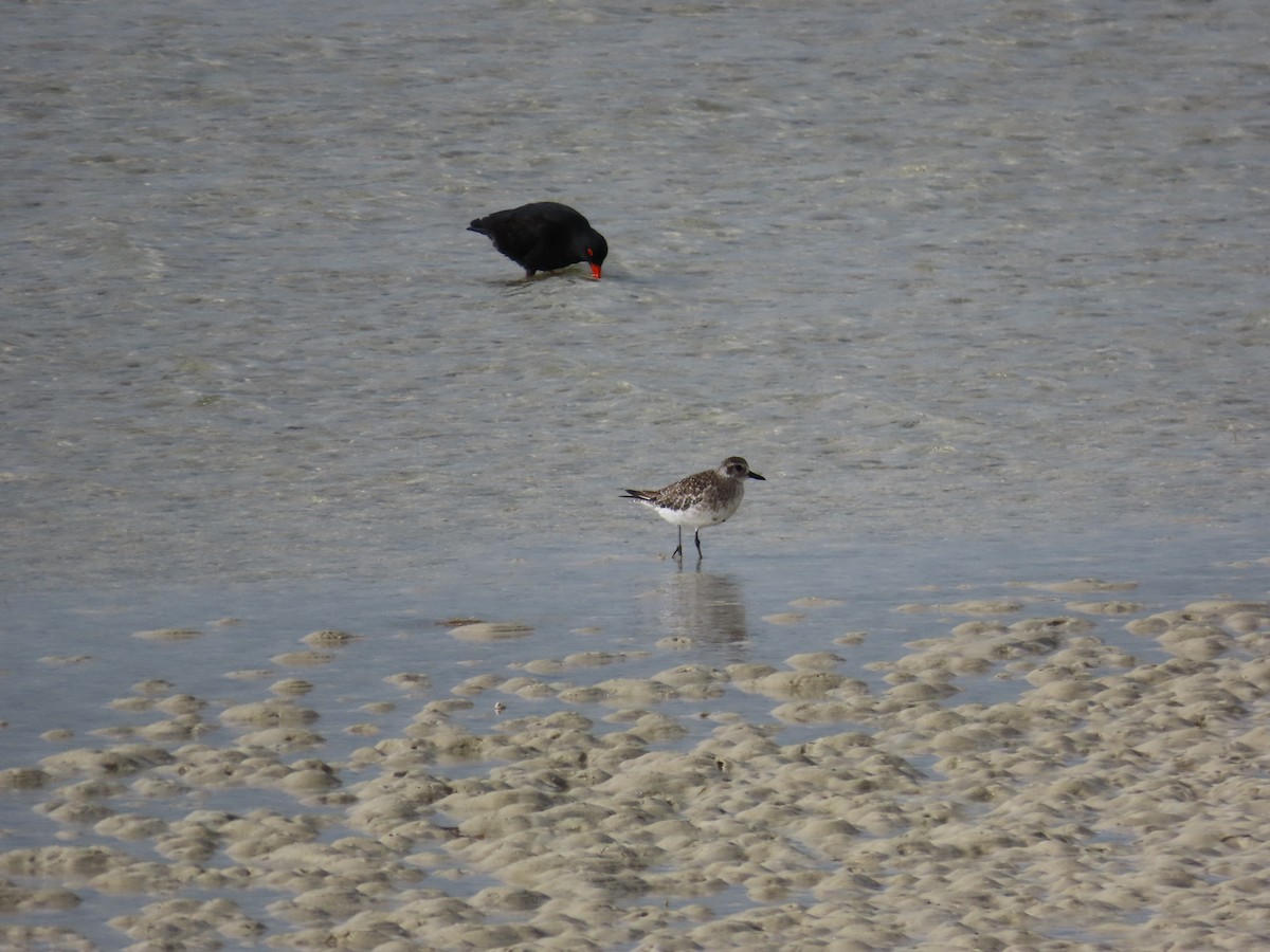 Kiebitzregenpfeifer - ML644930408