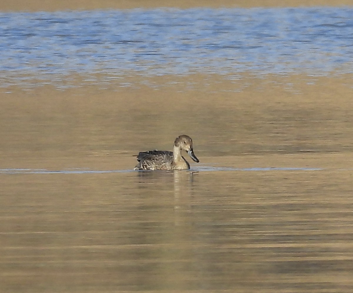 Spießente - ML644930411