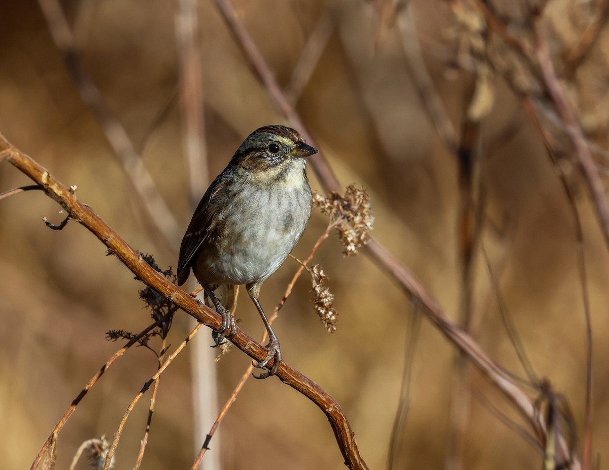 Sumpfammer - ML644930412